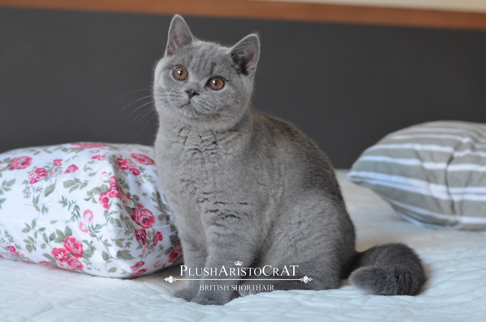 Matka: UA*PlushАristoCrAT Valeri- BSH a