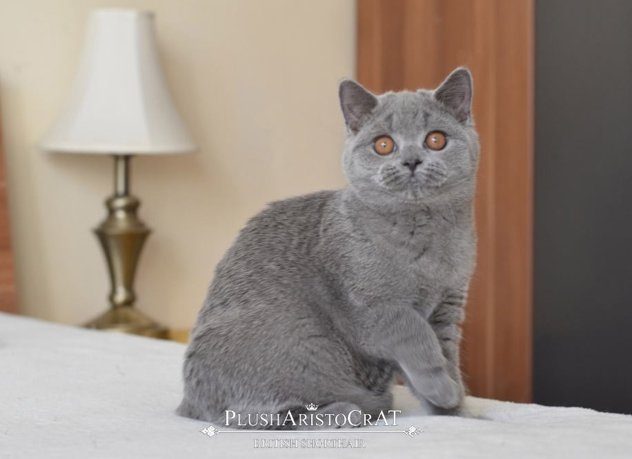 Matka: UA*PlushАristoCrAT Rose - BSH a