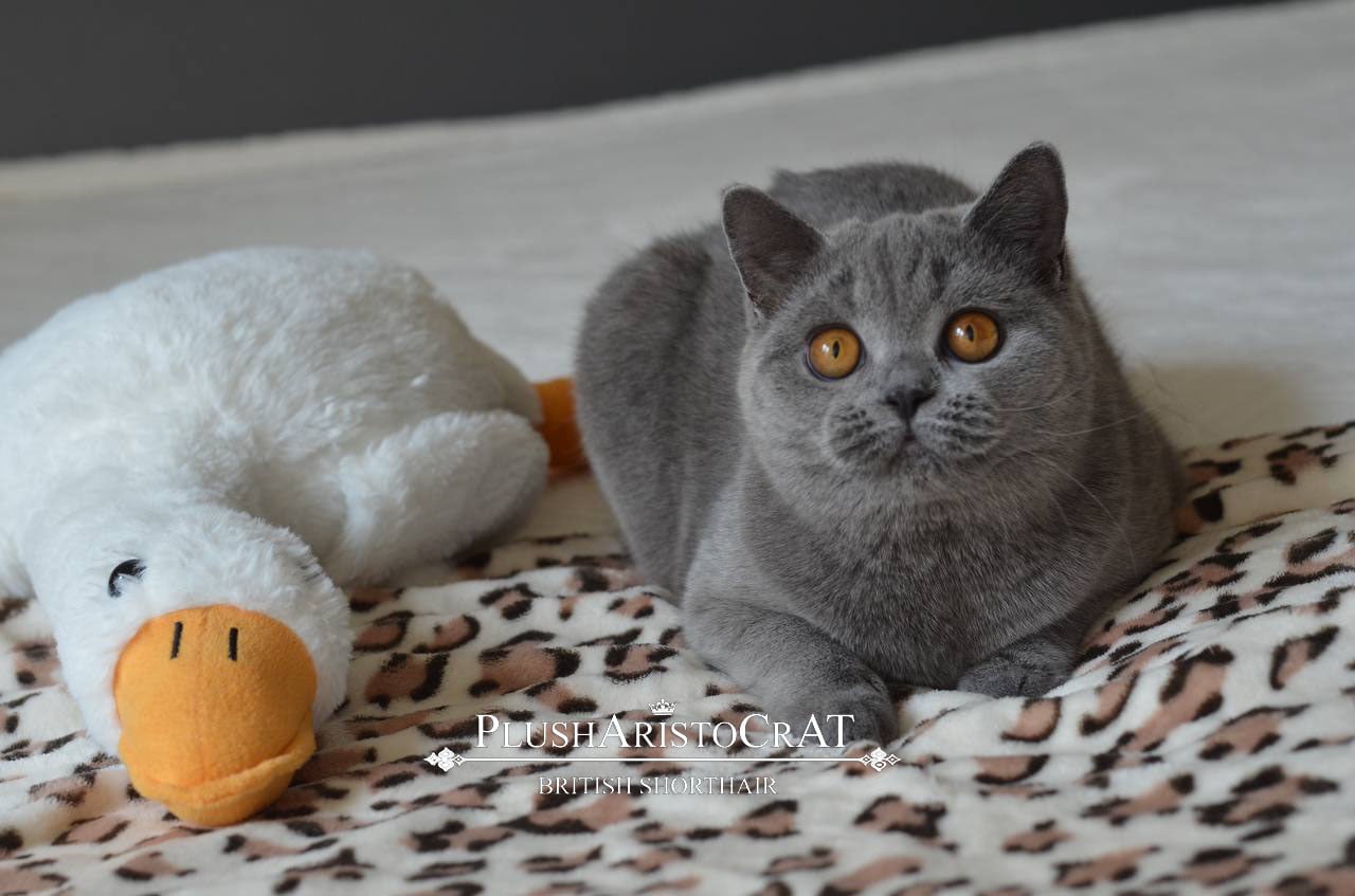 Matka: UA*PlushАristoCrAT Rose- BSH a
